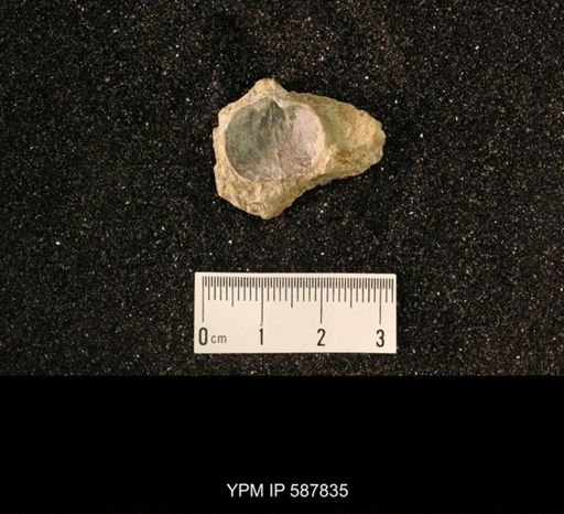 Orthida