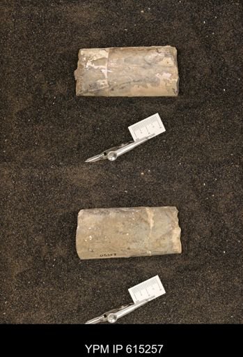 Baculites sp.