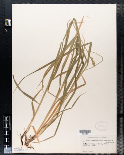 Carex laevivaginata