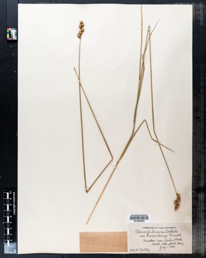 Carex festucacea