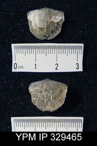 undet. Atrypida