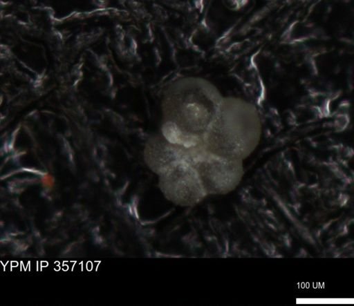undet. Foraminiferida