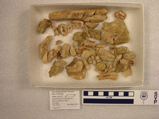 Haplolambda quinni