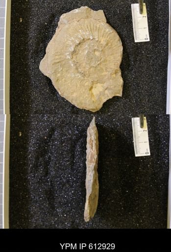 undet. Ammonitina