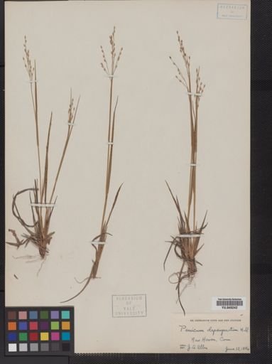 Panicum depauperatum