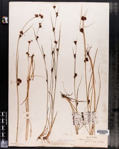 Rhynchospora capitellata