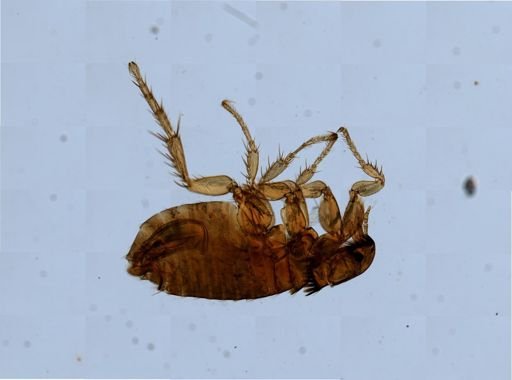 Ctenocephalides felis
