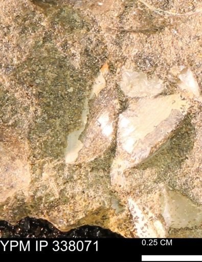 undet. Bivalvia