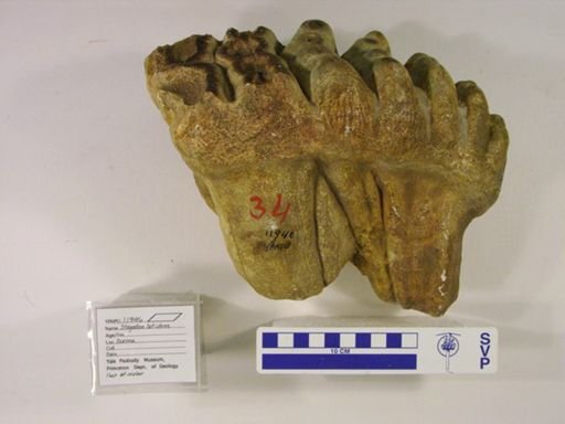 Stegodon latidens