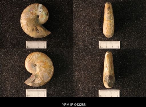 Hoploscaphites nicolletii