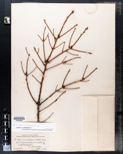 Picea glauca