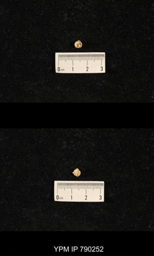 Hustedia huecoensis