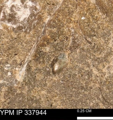 undet. Bivalvia