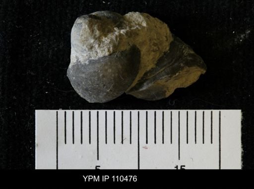 Lingula jupiterensis