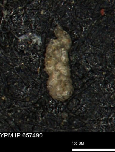Ammobaculoides phaulus