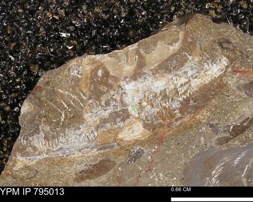 undet. Ammonoidea