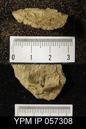 Spirifer cyclopterus