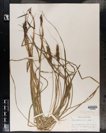 Carex vulpinoidea