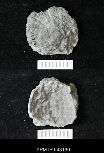 Megistocrinus sp.