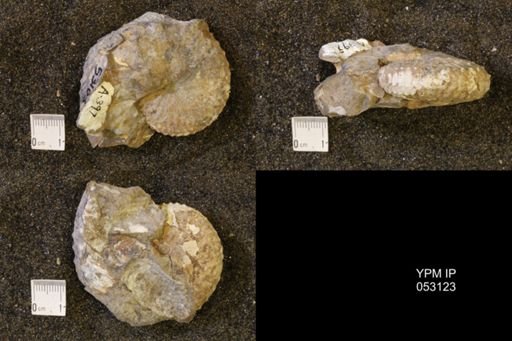 Discoscaphites conradi