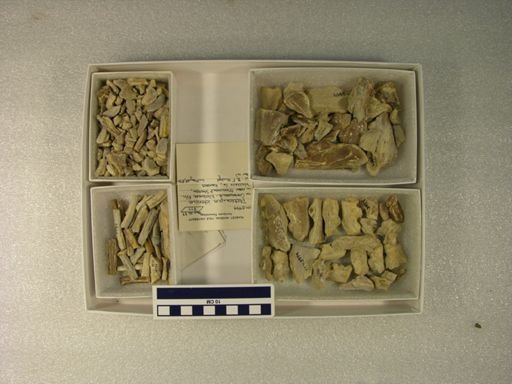 Platecarpus planifrons
