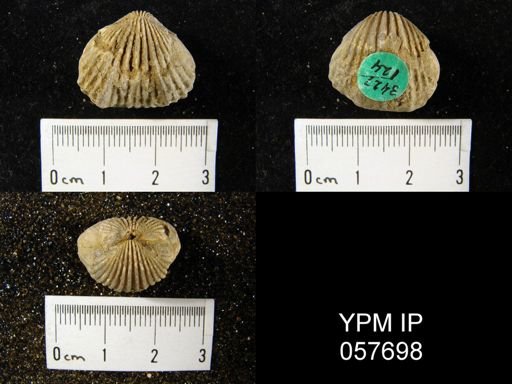 Anastrophia verneuili