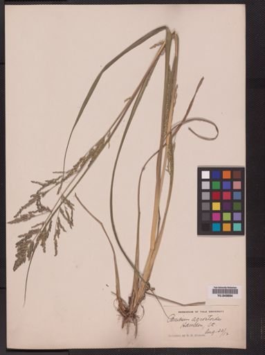 Panicum agrostoides