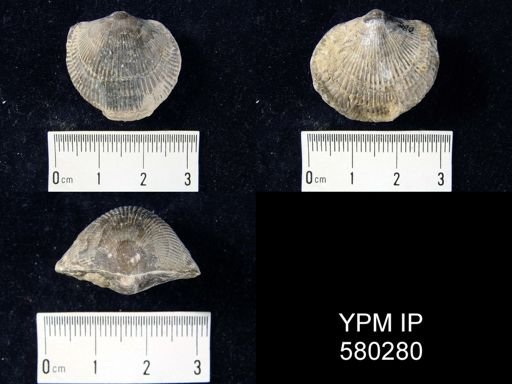 undet. Atrypida