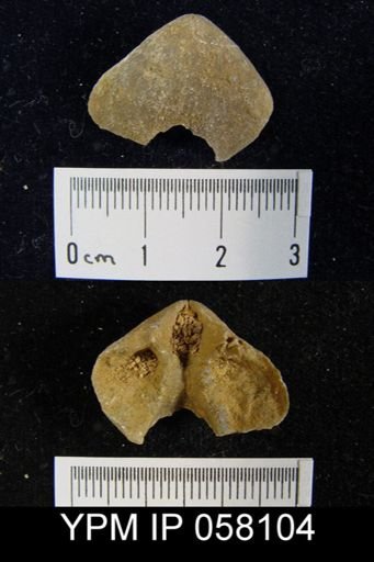 Meristella arcuata