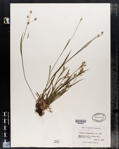 Luzula campestris