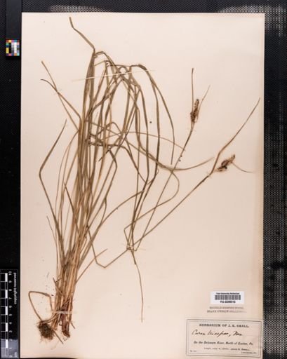 Carex complanata