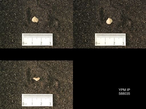 Zygospira modesta
