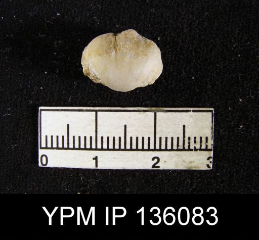 Chonetella nasuta