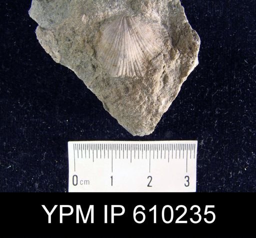 Atrypa sp.