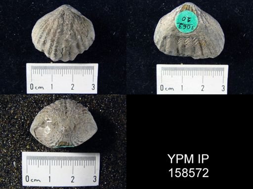 Rhynchotrema perlamellosa