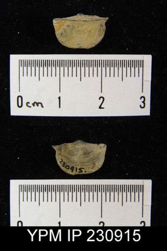 Chonetes granulifer armatus