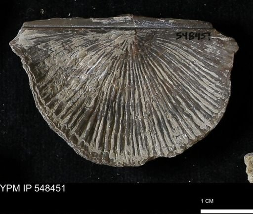 Stropheodonta kemperi