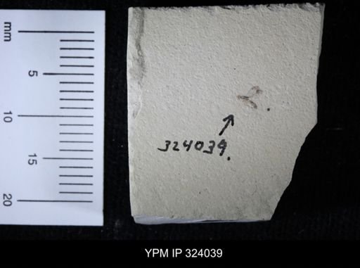 undet. Hymenoptera
