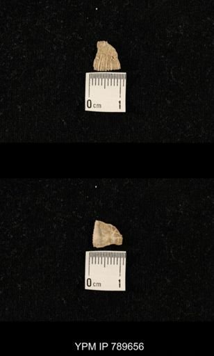 undet. Brachiopoda