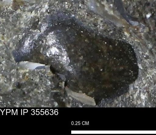 undet. Mollusca
