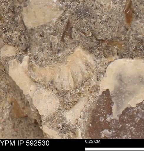 undet. Mollusca