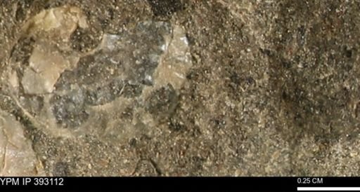Scaphites sp.