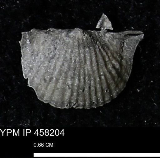 Chonetes mucronatus