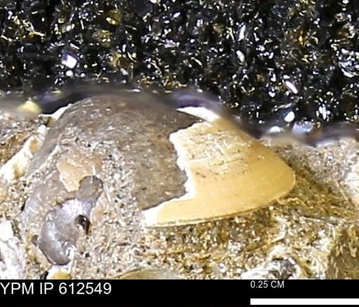 Protocardia sp.