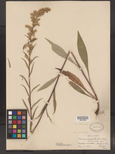 Solidago uliginosa var. uniligulata