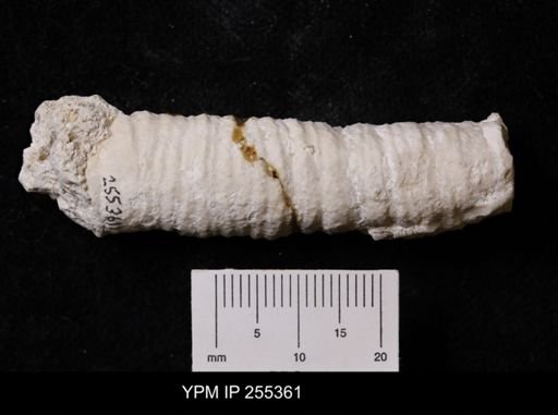 Preverticillites columnella