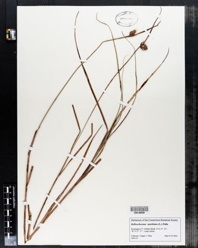 Bolboschoenus maritimus