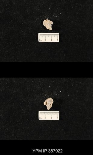 Hercosia sp.
