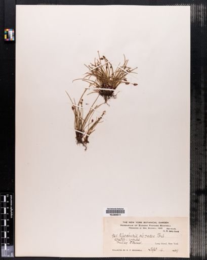 Eleocharis olivacea
