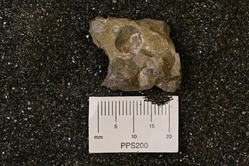 Protocardia